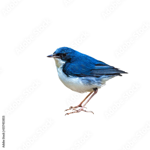 Siberian blue robin (Luscinia cyane) on white background.