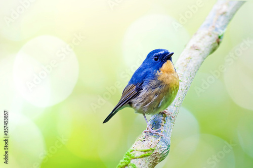 Snowy-browed Flycatcher (Ficedula hyperythra)
