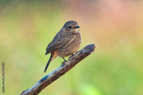 A female Pied Bushchat (Saxicola caprata) perching on a branch, Thailand.
