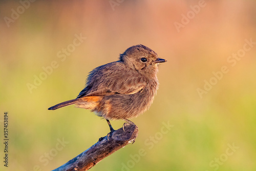 A female Pied Bushchat (Saxicola caprata) perching on a branch, Thailand.
