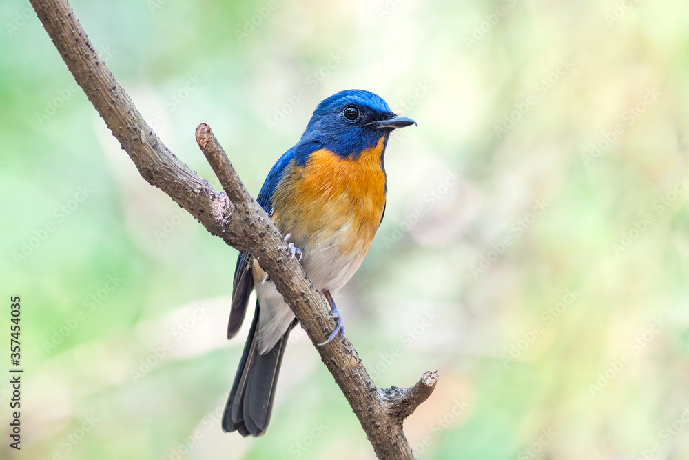 Chinese blue flycatcher (Cyornis glaucicomans) Chinese blue flycatcher (Cyornis glaucicomans)