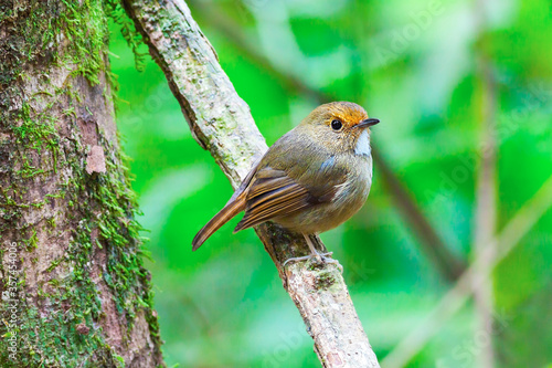Ficedula solitaries ( Rufous-browed Flycatcher)