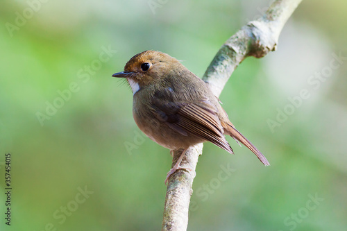 Ficedula solitaries ( Rufous-browed Flycatcher)