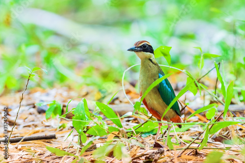 Fairy Pitta (Pitta nympha)