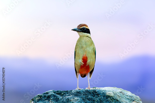 Fairy Pitta (Pitta nympha)