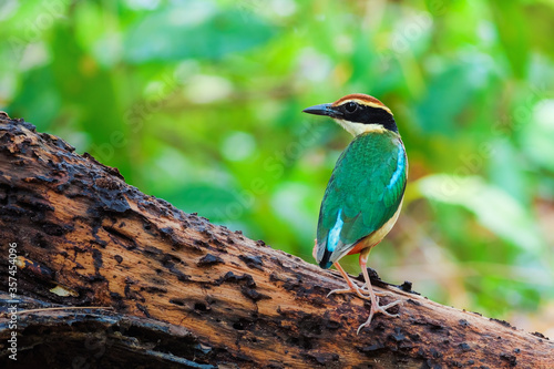 Fairy Pitta (Pitta nympha)