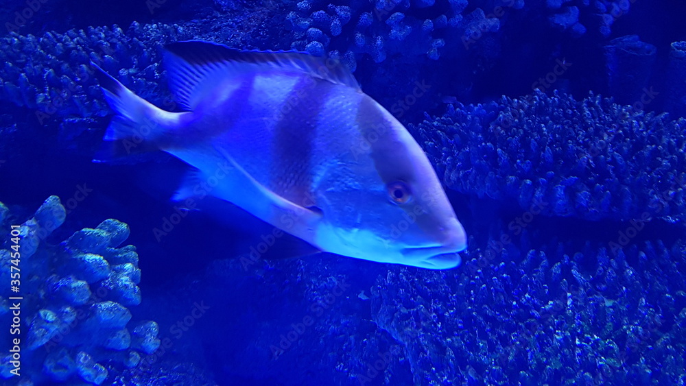 Fototapeta premium Exotischer Fisch 