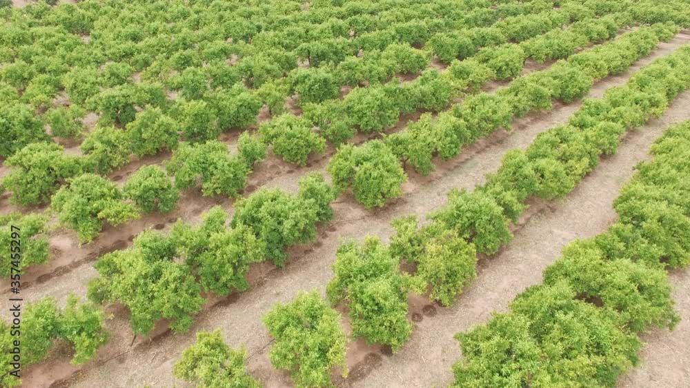 Aerial view of orange tree field Aerial view of orange tree field