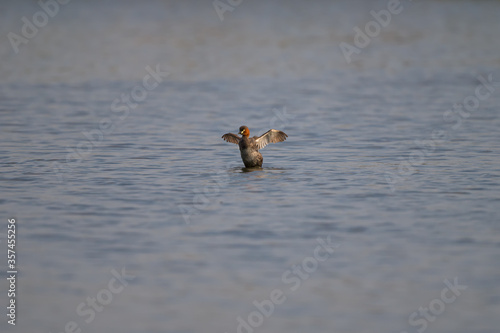 Little Grebe (Tachybaptus ruficollis) on the lake © yotrakbutda