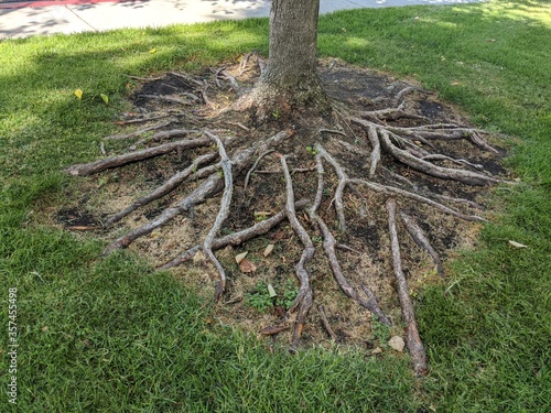 Tree Roots 3