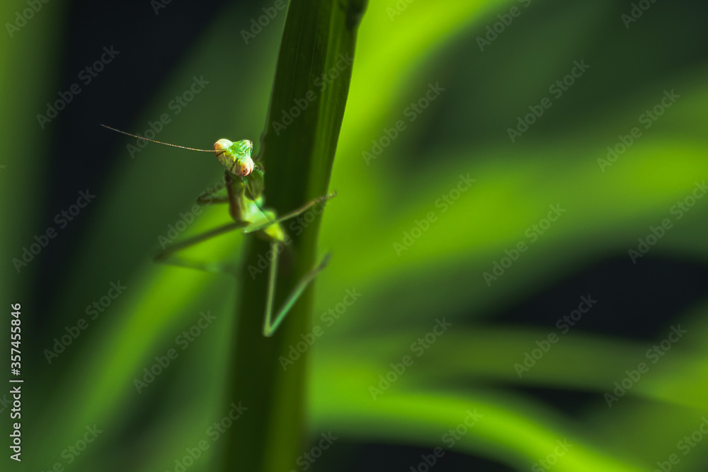 Praying mantis in the garden Praying mantis in the garden