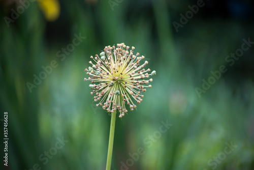 closeup of ornemental onion flower in a public garden