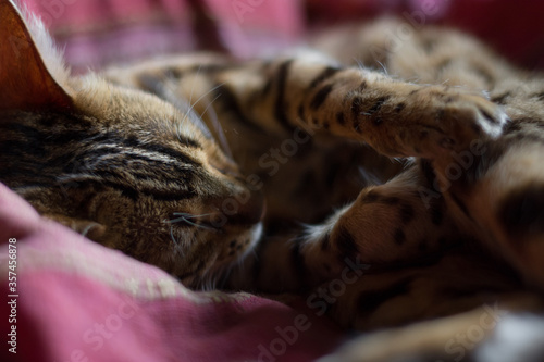 schlafende Katze © mfotohaus
