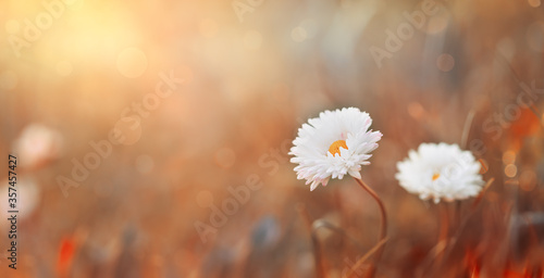 Fototapeta Naklejka Na Ścianę i Meble -  Beautiful summer autumn background with small daisy flowers with white petal and sunny lights. Artistic golden toned image of fairy meadow, macro amazing landscape.