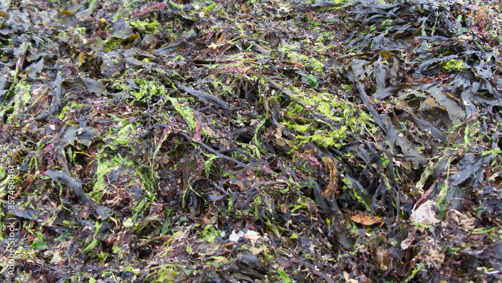 Summer time seaweed brought to the beach on some big tides, in Cornwall Summer time seaweed brought to the beach on some big tides, in Cornwall