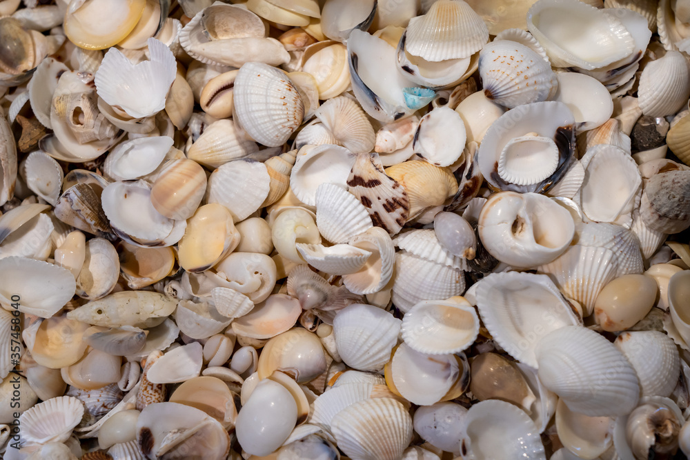 A collection of small seashells, Canon Beach, Oregon A collection of small seashells, Canon Beach, Oregon