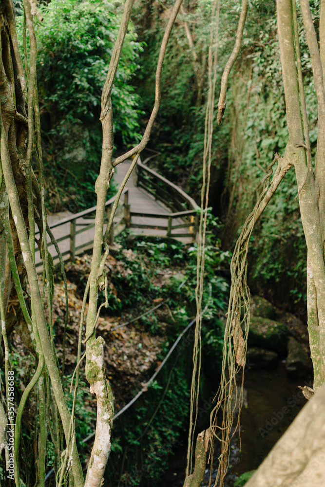 Trees with creepers in the jungle, on the background of a wooden path
Trees with creepers in the jungle, on the background of a wooden path