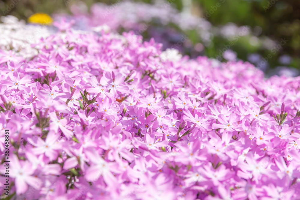 Obraz premium 芝桜