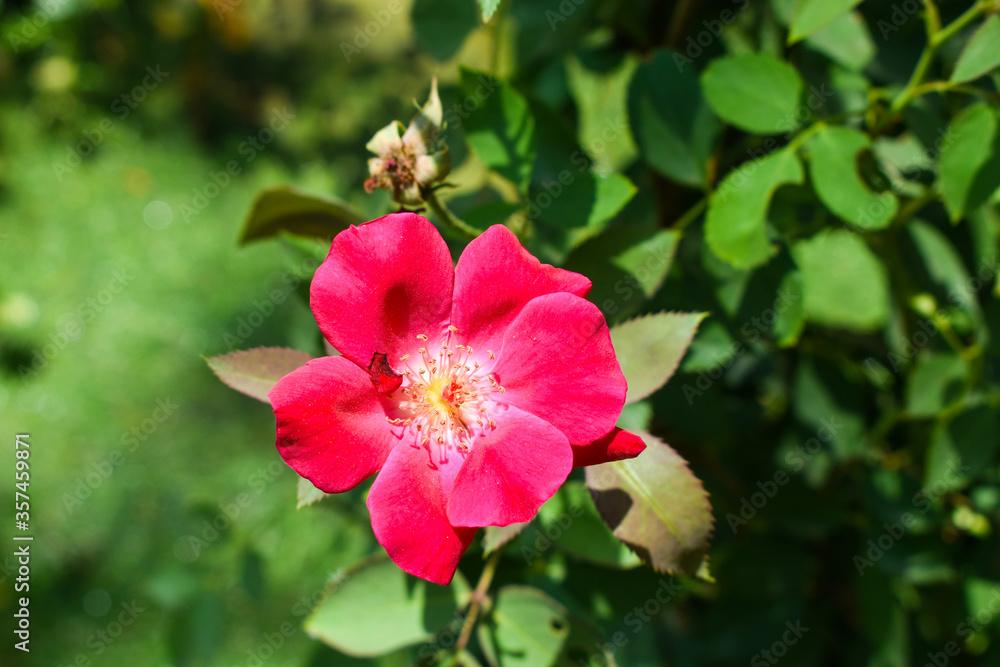 Obraz premium pink hibiscus flower