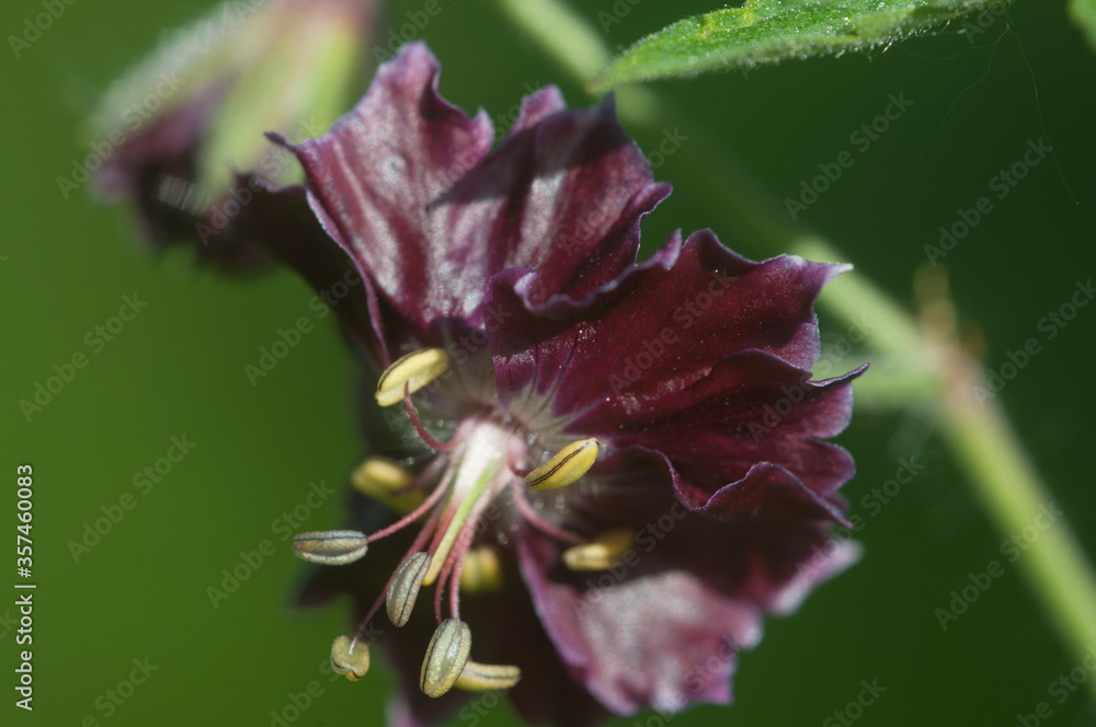 Garden geranium (Geranium phaeum) flowers Garden geranium (Geranium phaeum) flowers