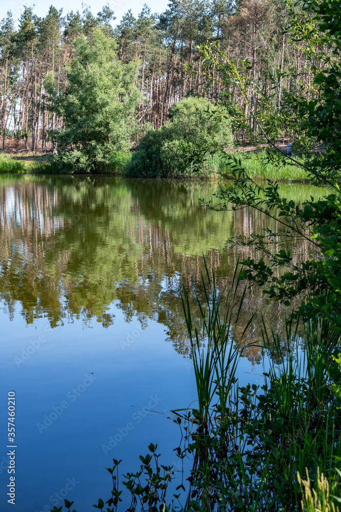 Pine forest and mirror lake in Kempen woods, North Brabant, Netherlands Pine forest and mirror lake in Kempen woods, North Brabant, Netherlands