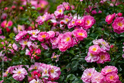 Blossom of pink wild dog roses, summer nature background