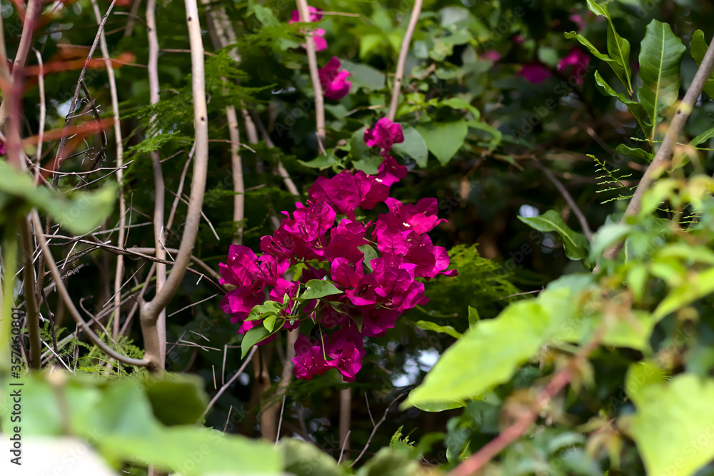 Obraz premium Flowers in my Florida backyard