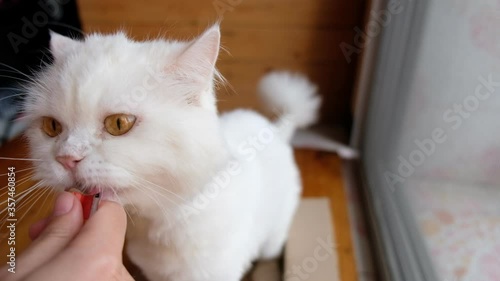 White cat licks the food in hand, close-up 