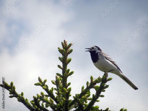bird on a branch