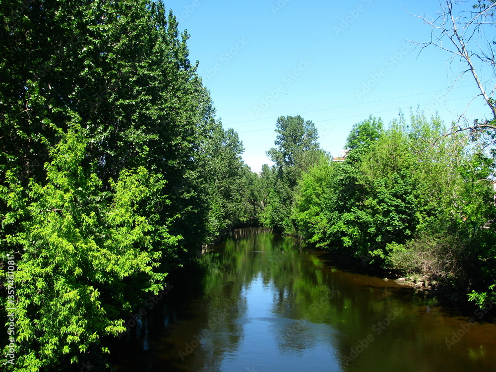 the pond between the thick green trees in the clear warm weather