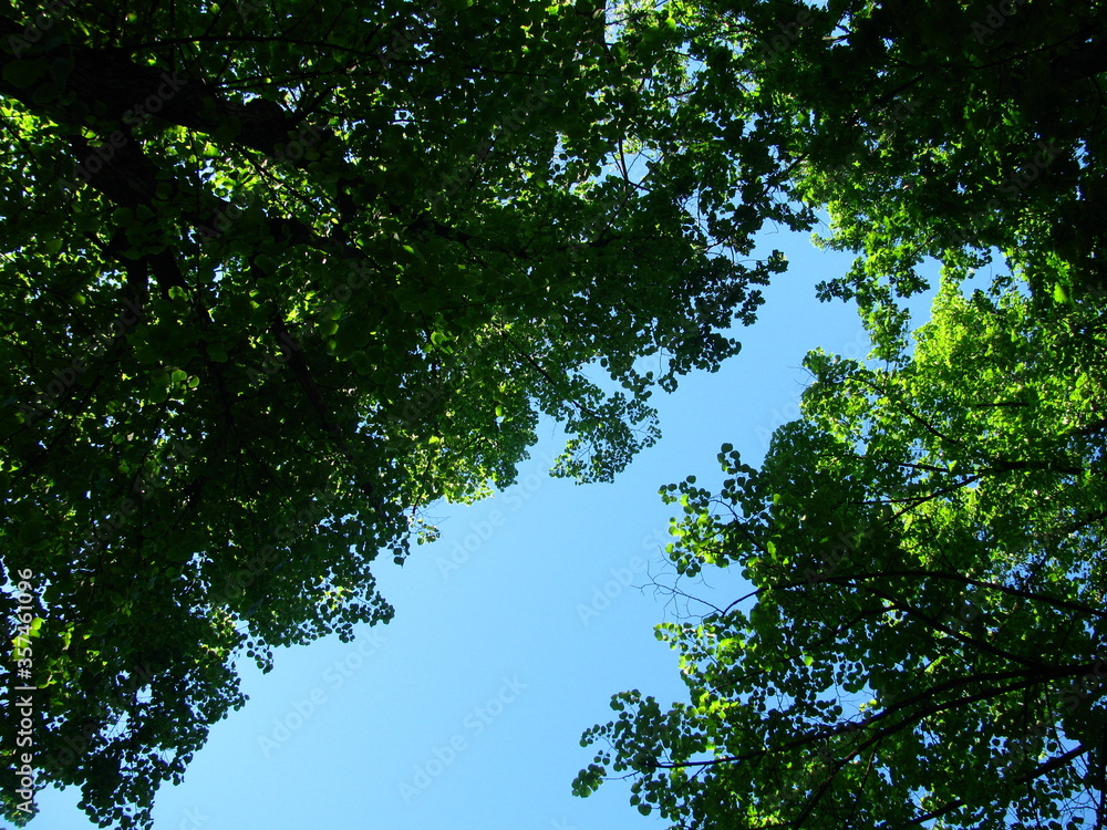 Fototapeta premium the thick green foliage of the tree tops on blue sky background