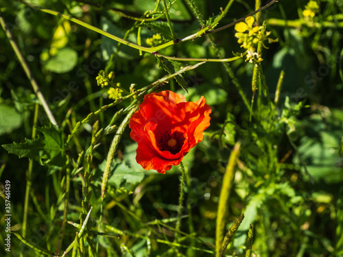 red poppy in the field