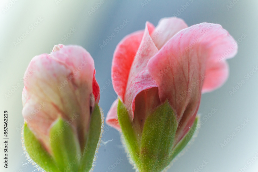 Fototapeta premium red flower with green buds on blurred background