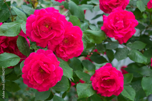 Bush of pink climbing roses in the garden. © Olivka888