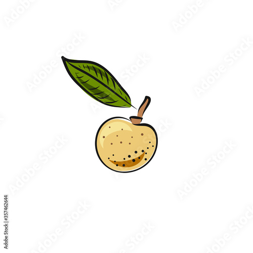 Vector ongan fruit isolated on white background. Botanical illustration in hand drawn style for menu, market, label, juice packaging design. photo