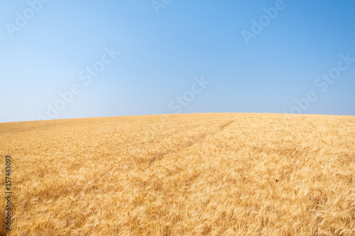Hilly wheat field in summer
