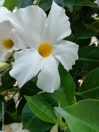 White dipladenia flower. Mandevilla Sanderi Brazil