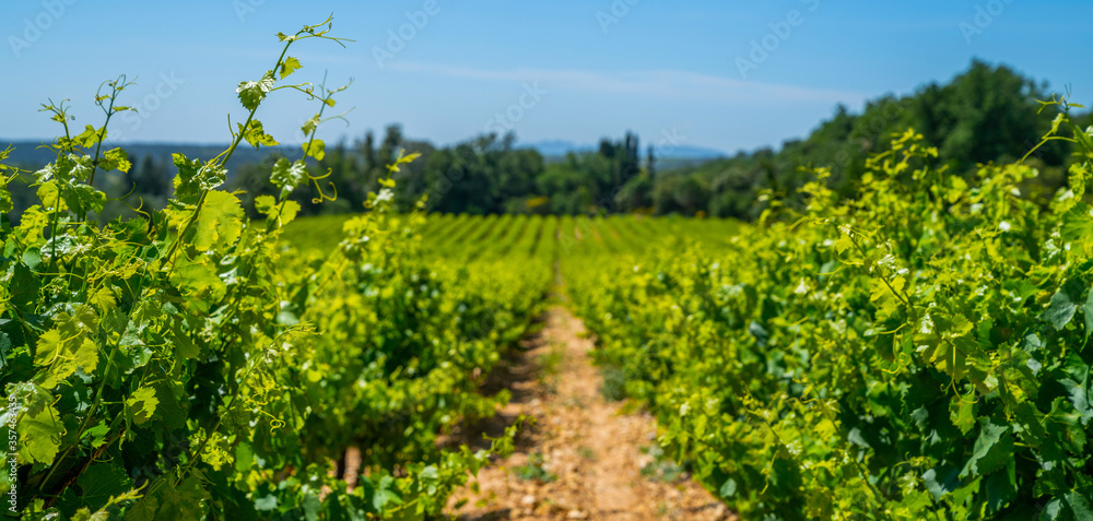 Wide panoramic shot of a summer vineyards. Travel to France Europe. Deep blue sky over vineyard. Wine Route in sunny day. Gorgeous view over a South France landscape.