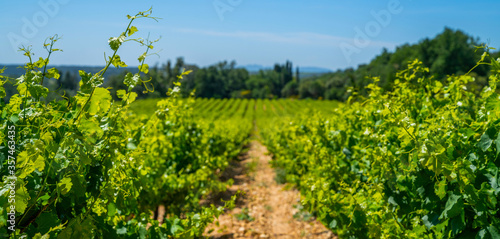 Wide panoramic shot of a summer vineyards. Travel to France Europe. Deep blue sky over vineyard. Wine Route in sunny day. Gorgeous view over a South France landscape.