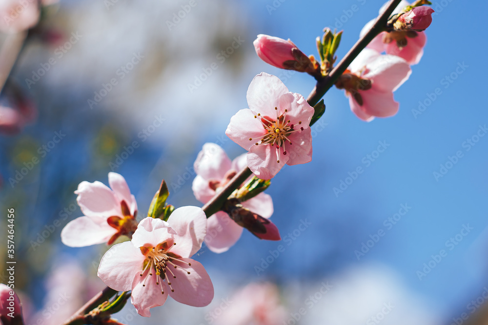 Fototapeta premium cherry blossom on blue sky