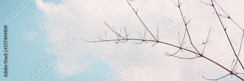 abstract bamboo Tree branch and sky nature blue sky with clouds banner background.