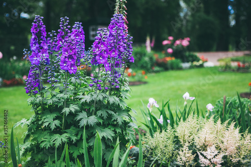 Fotografia Blooming delphinium on a flowerbed in a park