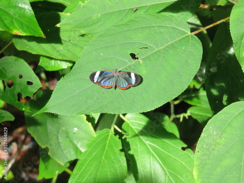  clearwinged mimic white butterfly in Costa Rica photo