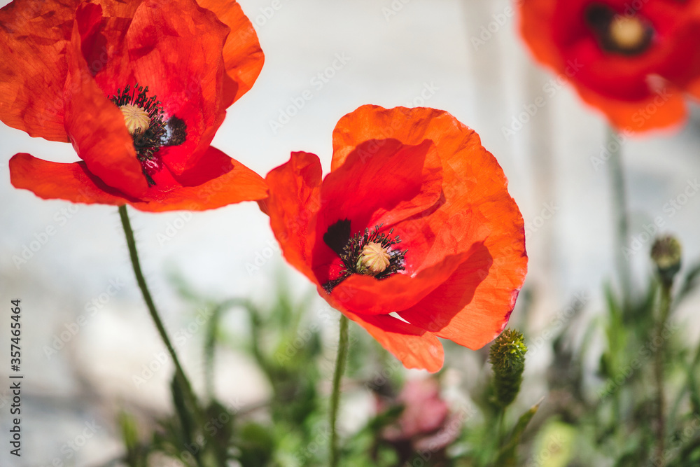 Obraz premium Big red poppies in bloom against a bright background