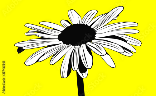 Drawing camomile on a yellow background