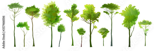 The trees. Adults and young tall plants. Detailed realistic silhouettes. Isolated vector objects. For landscapes.