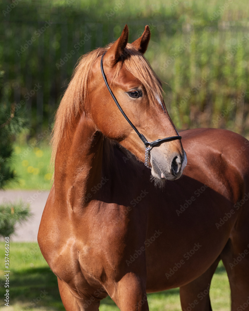 Portrait of a chestnut horse looks back on natural green summer background, head closeup Portrait of a chestnut horse looks back on natural green summer background, head closeup