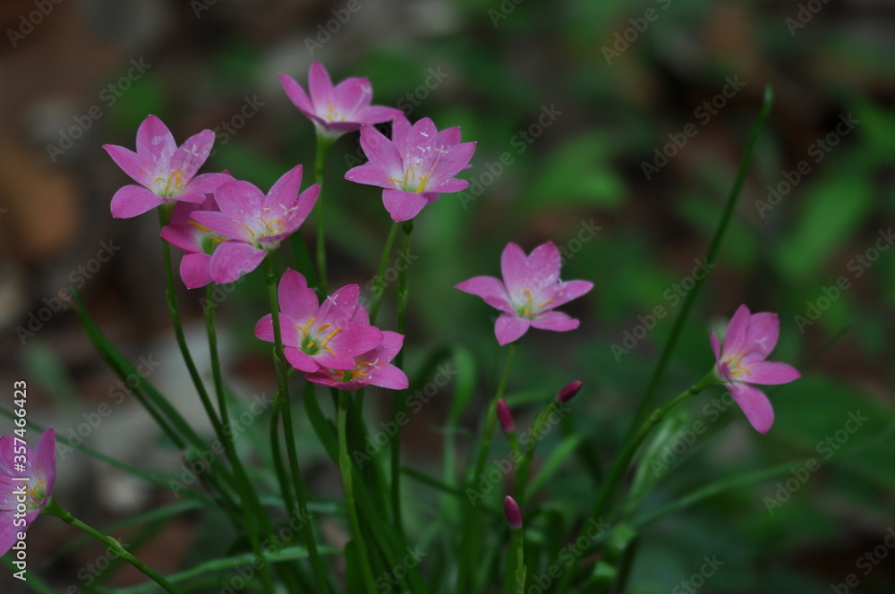 pink waterlilly flowers in spring pink waterlilly flowers in spring
