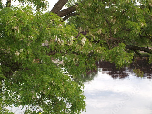 Drzewo akacja nad rzeką 