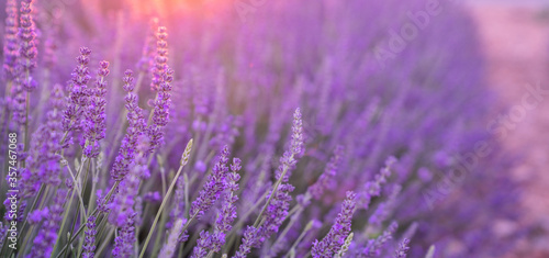 Beautiful blossoming lavender closeup background in soft violet color with selective focus, copy space for your text.